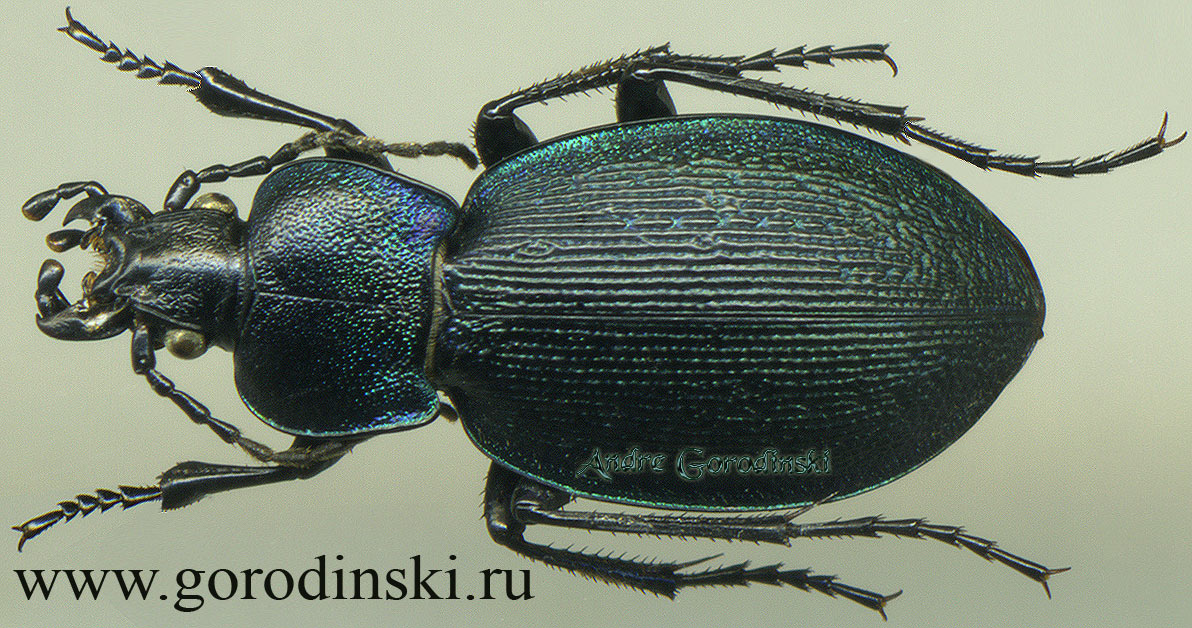 http://www.gorodinski.ru/carabus/Tomocarabus decolor.jpg